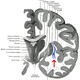 Claustrum. Wikimedia Commons